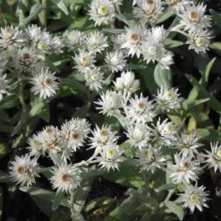 Anaphalis Triplinervis 'Silberregen' - Perlpfötchen