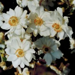 Anemone Japonica-Hybr. 'Wirbelwind' - Herbstanemone