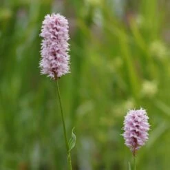 Bistorta Officinalis 'Superbum' - Wiesen-Knöterich, Schlangen-Knöterich