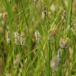 Carex Appropinquata - Schwarzschopf-Segge