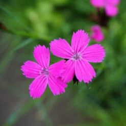 Dianthus Carthusianorum - Karthäuser-Nelke