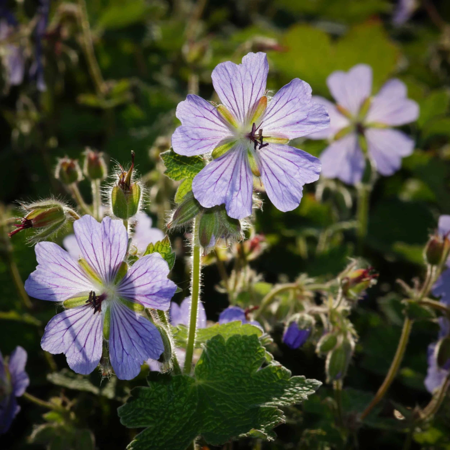Geranium Renardii 'Philippe Vapelle' - Kaukasus-Storchschnabel – Bild 2