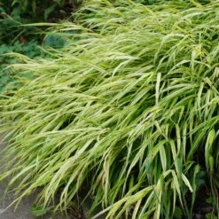 Hakonechloa Macra 'Aureola' - Japanwaldgras