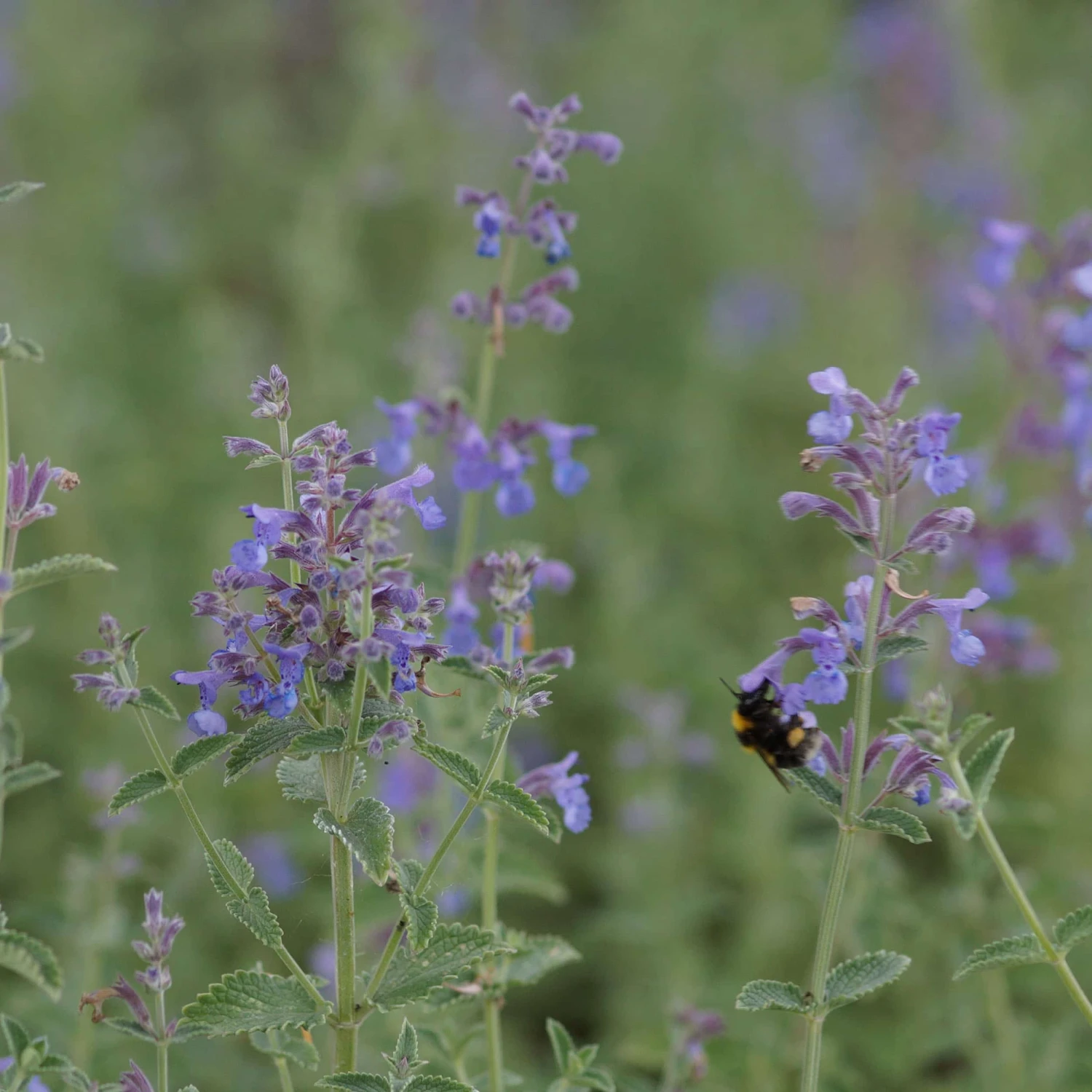 Nepeta X Faassenii 'Six Hills Giant' - Katzenminze – Bild 2