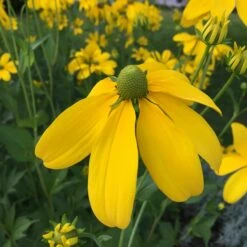 Rudbeckia Nitida 'Herbstsonne' - Fallschirm-Sonnenhut