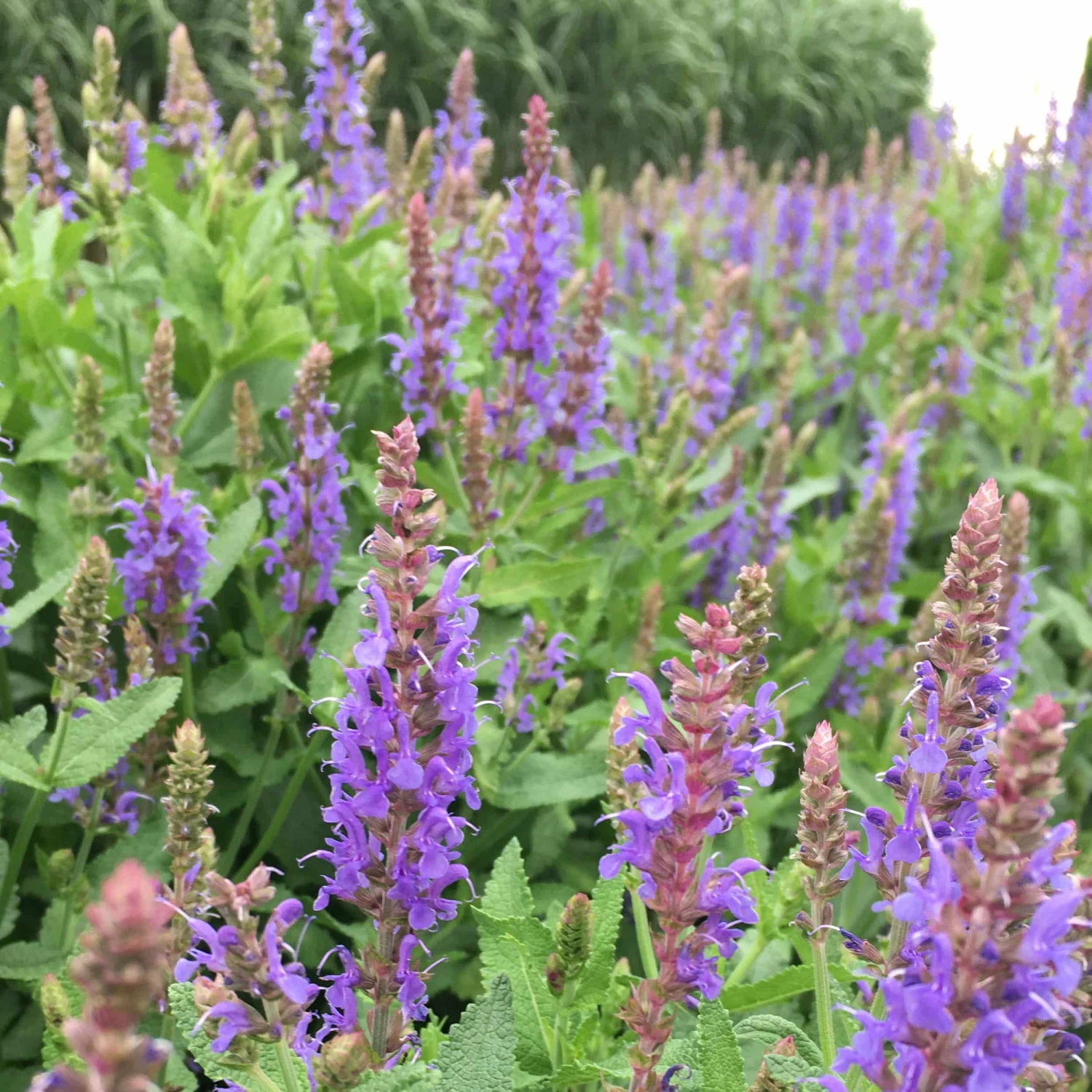 Salvia Nemorosa 'Blauhügel' - Steppen-Salbei – Bild 3