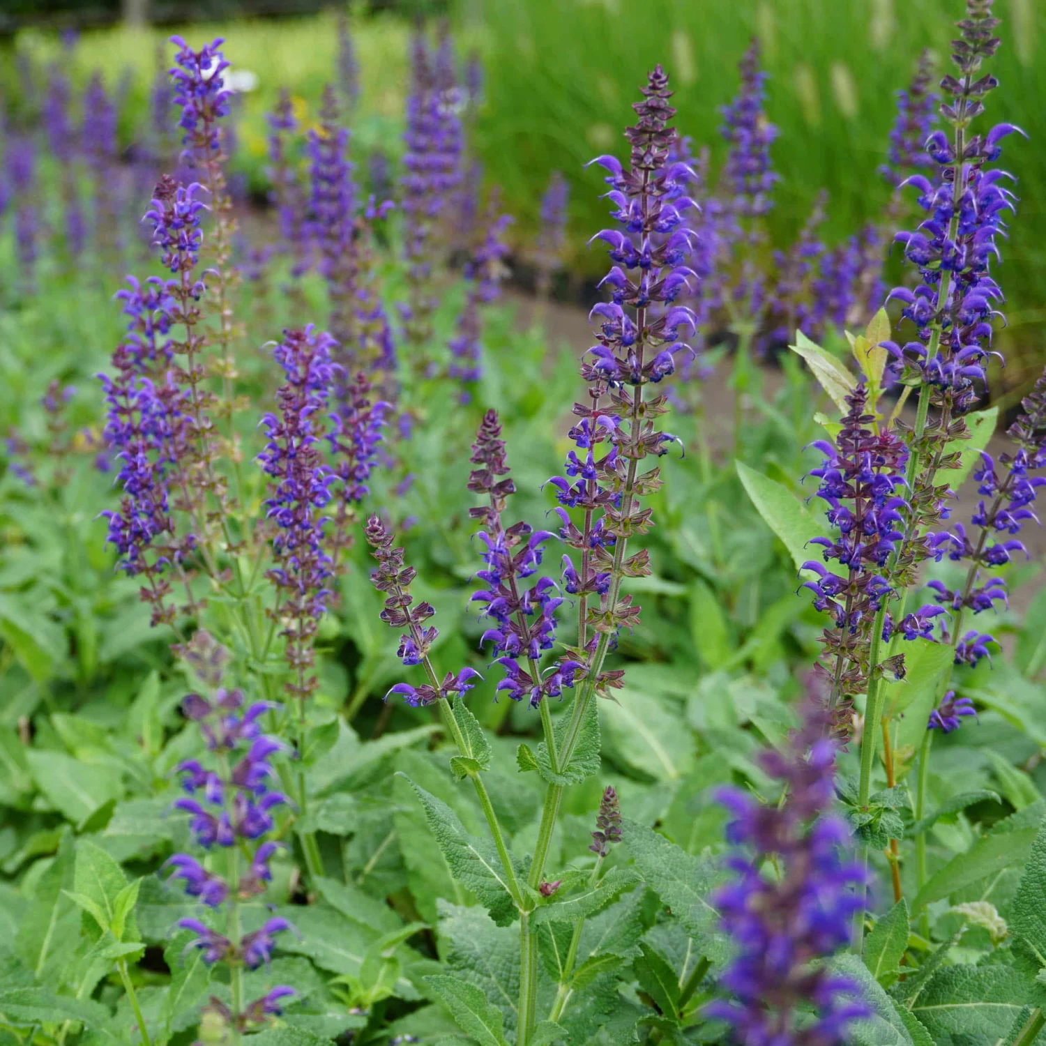 Salvia Nemorosa 'Mainacht' - Steppen-Salbei
