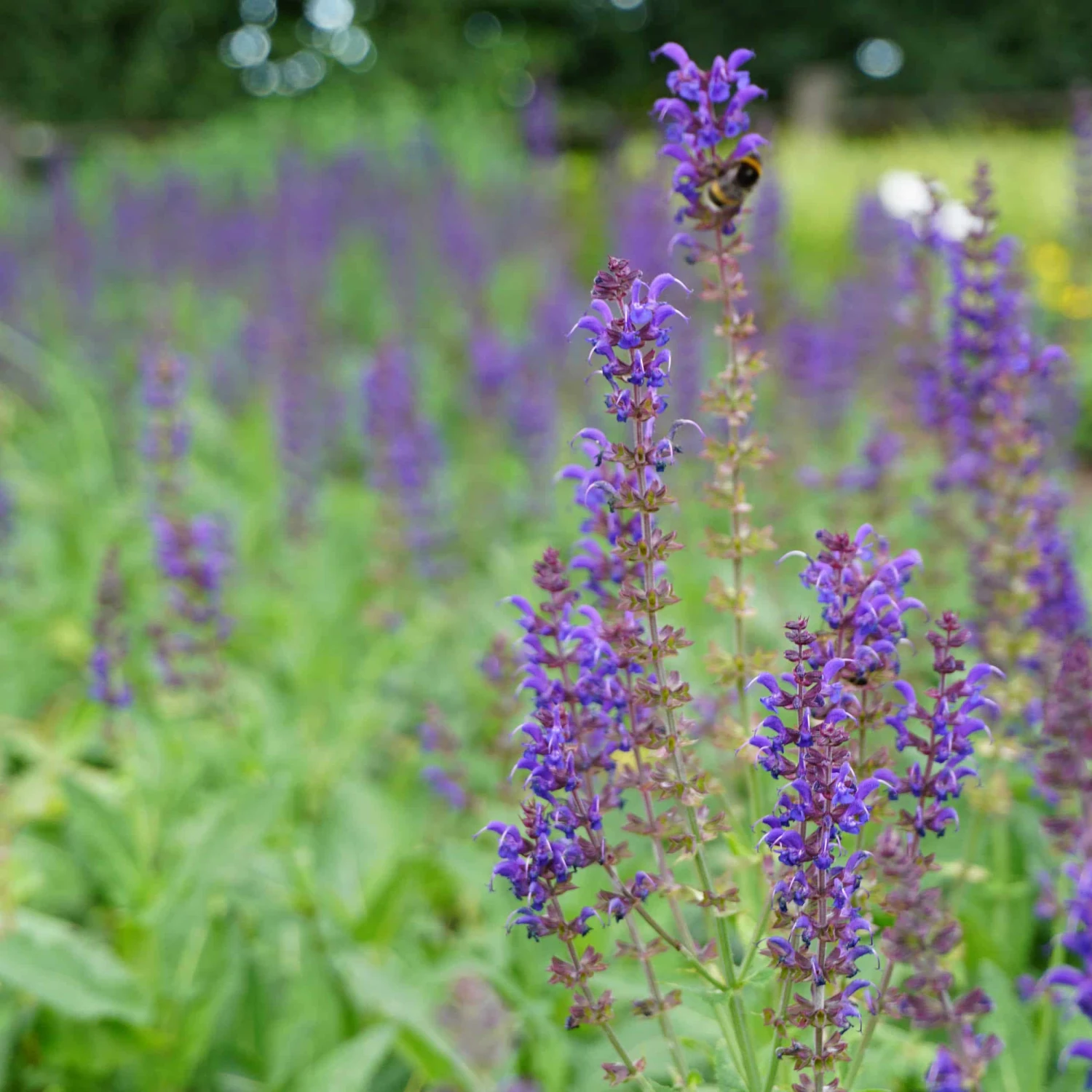 Salvia Nemorosa 'Mainacht' - Steppen-Salbei – Bild 2