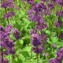 Salvia Verticillata 'Purple Rain' - Quirlblütiger Salbei