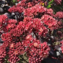 Sedum Spectabile 'Purple Emperor' - Fetthenne