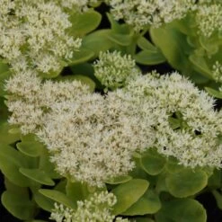 Sedum Spectabile 'Stardust' - Fetthenne