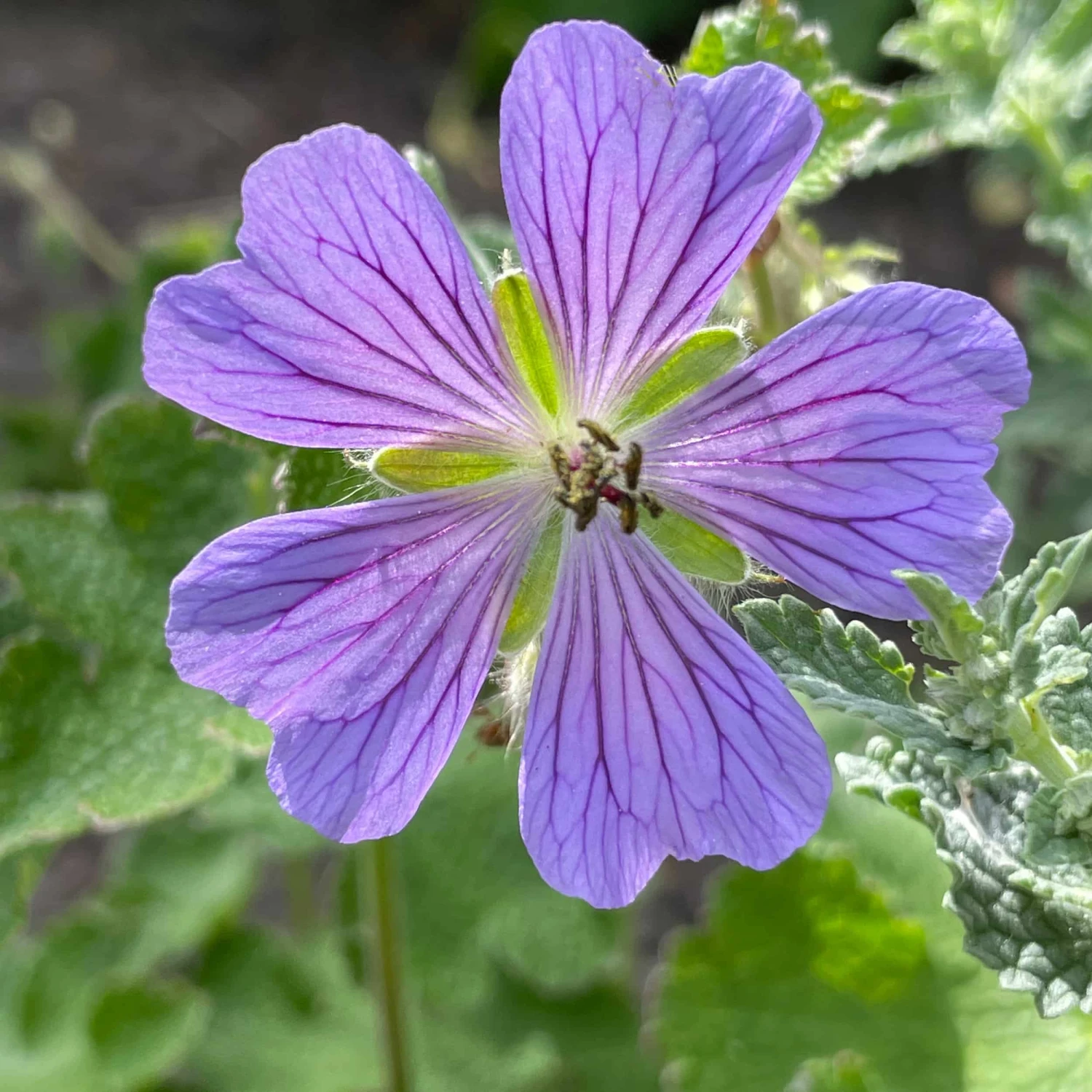 Geranium Renardii 'Philippe Vapelle' - Kaukasus-Storchschnabel