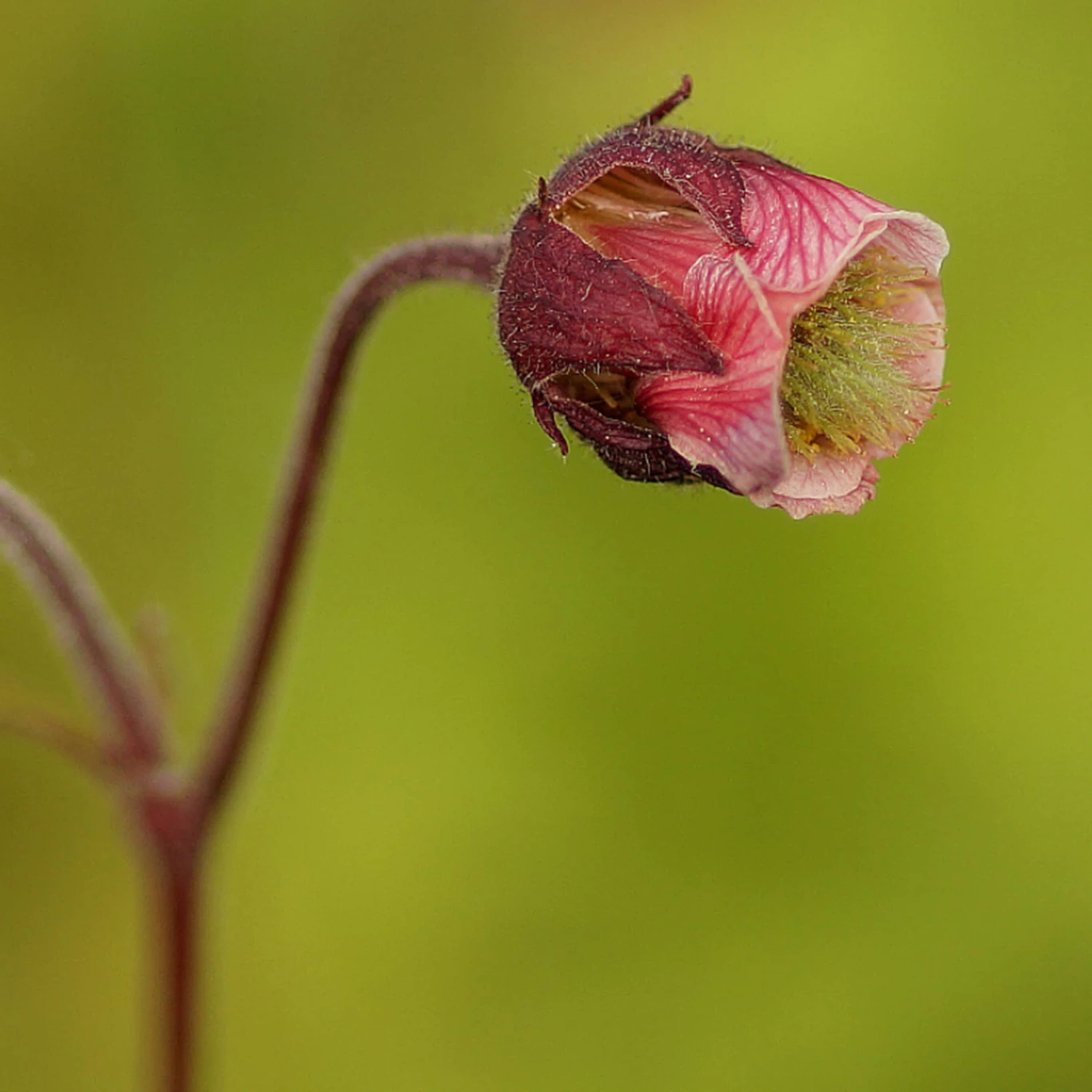 Geum Rivale - Bachnelkenwurz