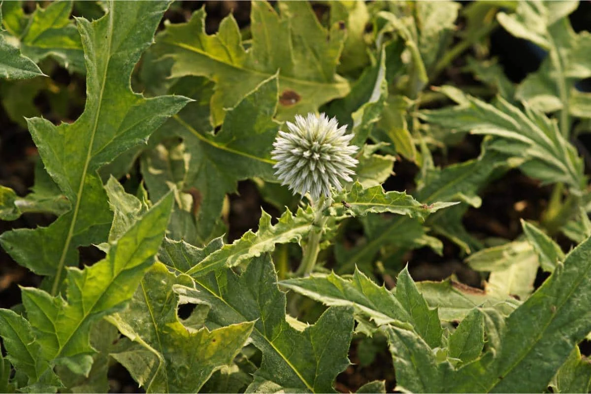 Echinops Ritro - Kugeldistel – Bild 2