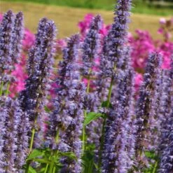 Agastache Rugosa-Hybr. 'Blue Fortune' - Duftnessel