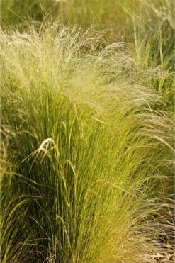 Stipa Tenuissima - Zartes Federgras