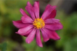 Anemone Japonica-Hybr. 'Pamina' - Herbstanemone
