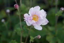 Anemone Japonica-Hybr. 'Königin Charlotte' - Herbstanemone