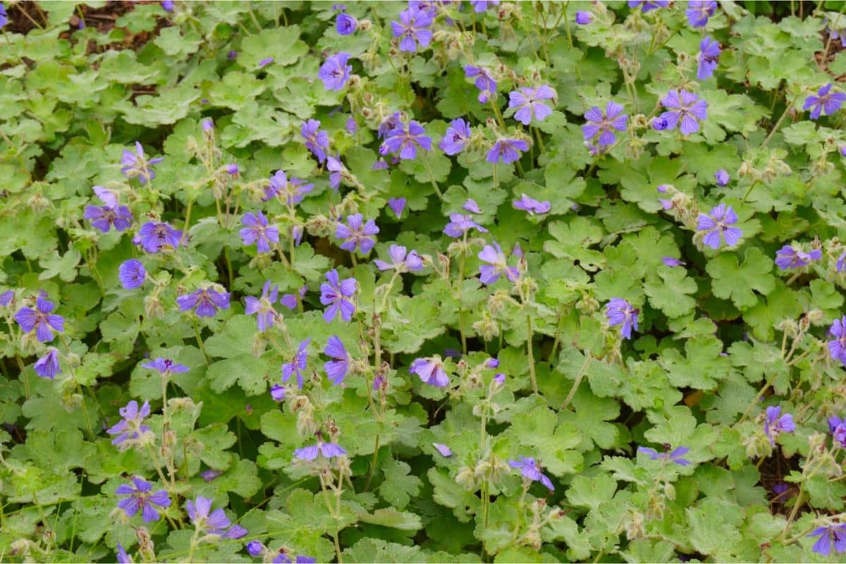 Geranium Renardii 'Philippe Vapelle' - Kaukasus-Storchschnabel – Bild 3
